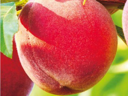Broskvoň 'Harbrite'  Prunus persica 'Harbrite'