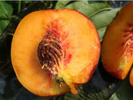 Broskvoň 'Harrow Beauty'  Prunus persica 'Harrow Beauty'