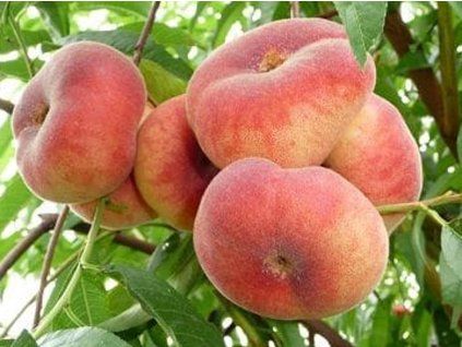 Broskvoň 'Saturn'  Prunus persica 'Saturn'
