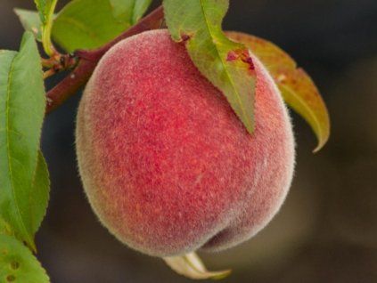 Broskvoň 'Velvet'  Prunus persica 'Velvet'