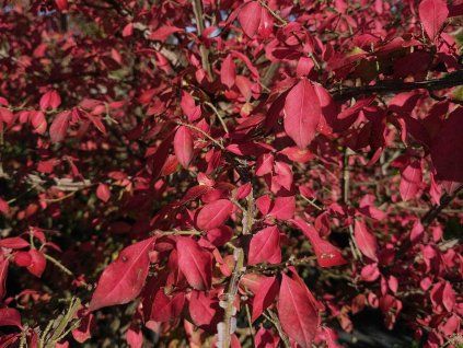 Euonymus alatus (1)