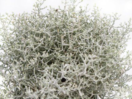 Calocephalus (1)
