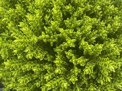 40083 2 hebe green globe