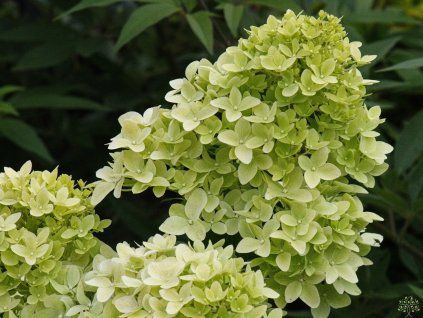 Hydrangea paniculata Candlelight (2)