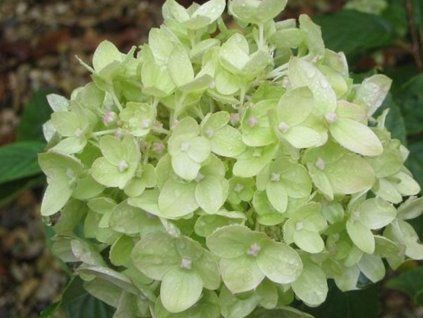 little lime
