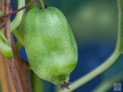 45588 kiwi issai