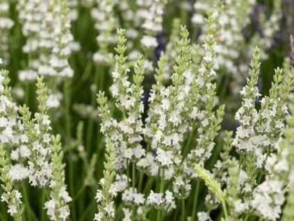 Levandule prostřední 'Edelweiss' - Lavandula x intermedia 'Edelweiss'  Lavandula x intermedia 'Edelweiss'