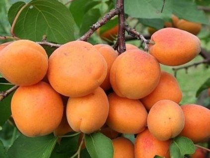 Meruňka 'Hargrand' (Balení prostokořenný stromek, Podnož myrobalán)