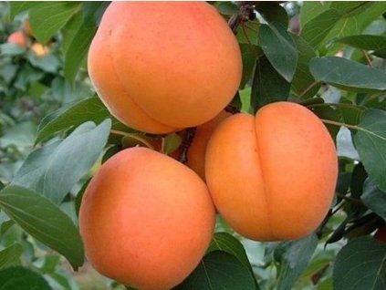 Meruňka 'Kompakta' (Balení prostokořenný stromek, Podnož myrobalán)
