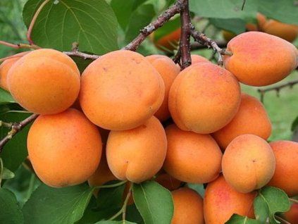 Meruňka 'Velita'  Prunus armeniaca 'Velita'