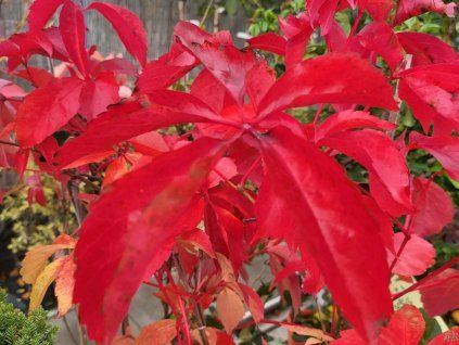 Přísavník pětilistý 'Red Wall'  Parthenocissus quinquefolia 'Red Wall'