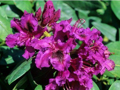 Rododendron 'Azurro'  Rhododendron 'Azurro'