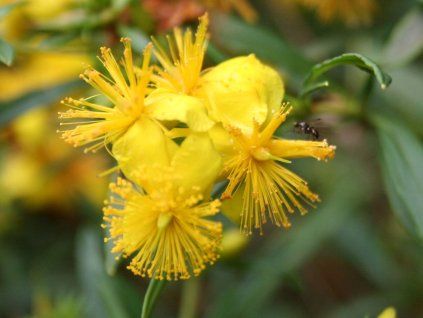 Třezalka 'Buttercup'  Hypericum 'Buttercup'