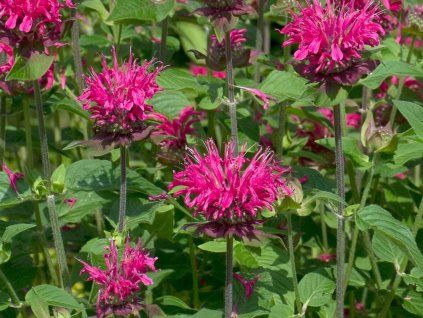 Zavinutka zahradní 'Pink Lace' - Monarda hybridy 'Pink Lace'  Monarda hybridy 'Pink Lace'