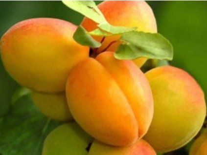 Meruňka 'Raná z Morden'  Prunus armeniaca 'Raná z Morden'