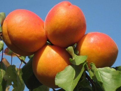 79095 merunka early orange baleni prostokorenny stromek podnoz myrobalan