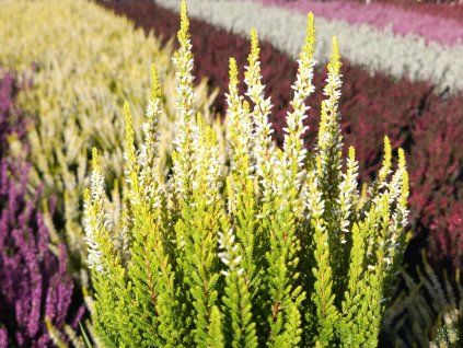 Calluna vulgaris Agneta (1)
