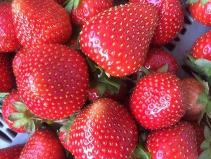Jahodník 'Elianny'  Fragaria x ananassa 'Elianny'