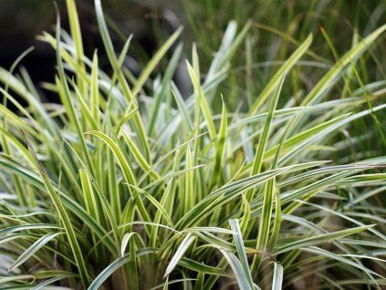 85127 1 carex vanilla ice2 large