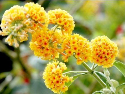 86789 5 86789 5 86789 5 sungold