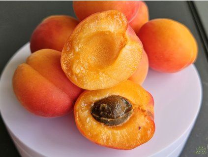 86885 2 prunus pricia 1