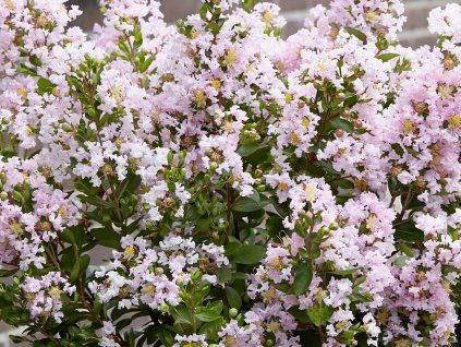 Lagerstroémie 'With Love Babe' PBR  Lagerstroemia indica 'With Love Babe' PBR