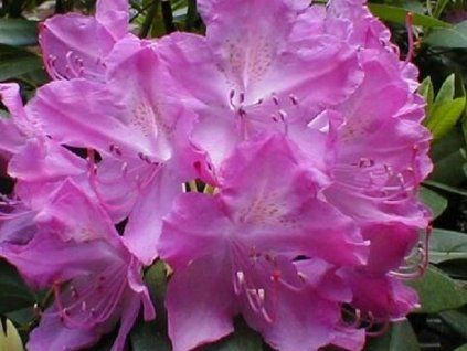 roseum