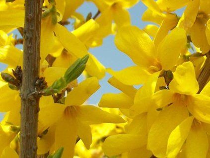 Zlatice prostřední 'Courtalyn' WEEKEND  Forsythia 'Courtalyn' WEEKEND