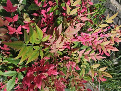 Nandina domácí Obsessed 'Seika'  Nandina domestica Obsessed 'Seika'
