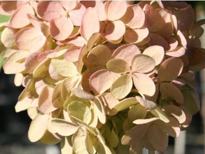 Hortenzie latnatá 'Grandiflora'  Hydrangea paniculata 'Grandiflora'